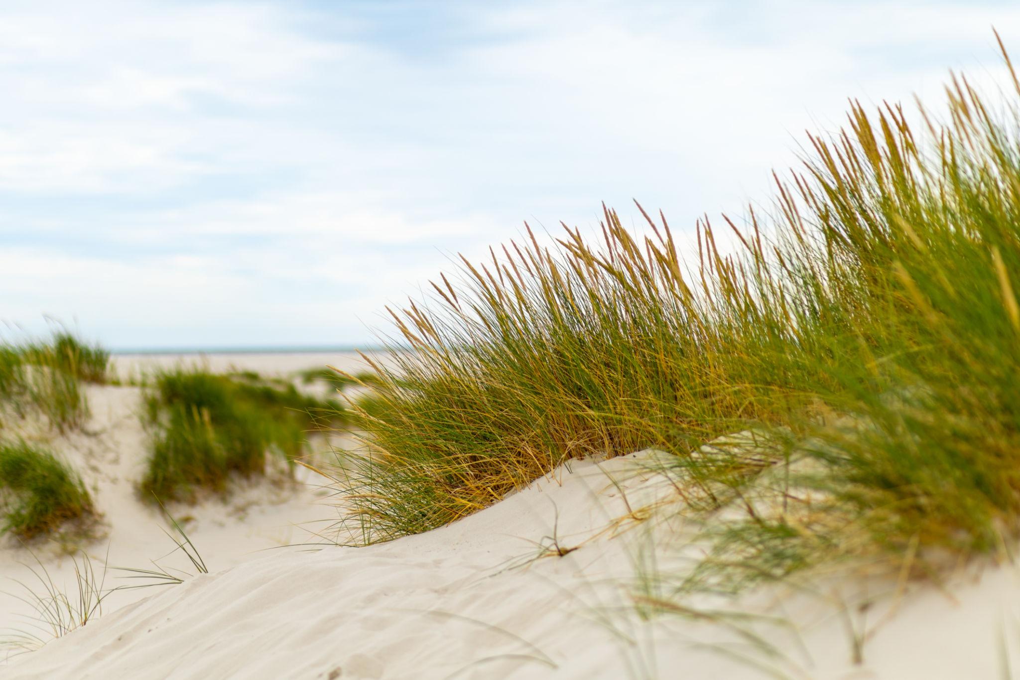 Zoom journée internationale des dunes 2026